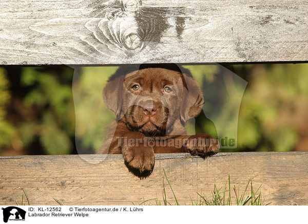 Labrador Retriever Welpe / Labrador Retriever Puppy / KL-12562