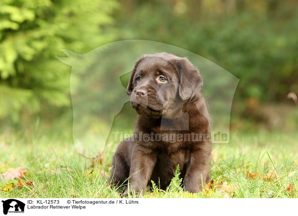 Labrador Retriever Welpe / Labrador Retriever Puppy / KL-12573