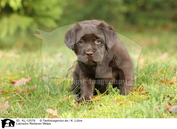 Labrador Retriever Welpe / Labrador Retriever Puppy / KL-12576