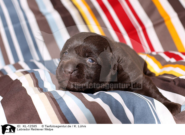 Labrador Retriever Welpe / Labrador Retriever Puppy / KL-12585