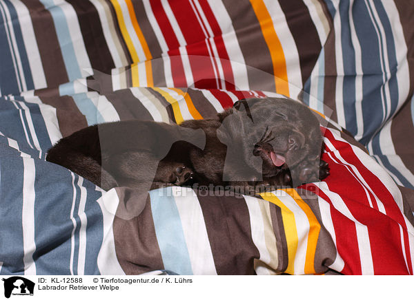 Labrador Retriever Welpe / Labrador Retriever Puppy / KL-12588