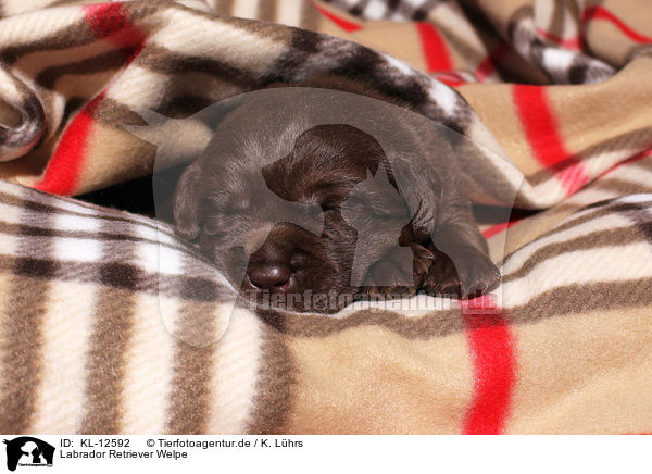Labrador Retriever Welpe / Labrador Retriever Puppy / KL-12592