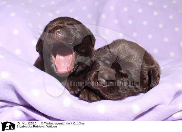 2 Labrador Retriever Welpen / 2 Labrador Retriever Puppies / KL-12595