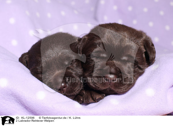 2 Labrador Retriever Welpen / 2 Labrador Retriever Puppies / KL-12596