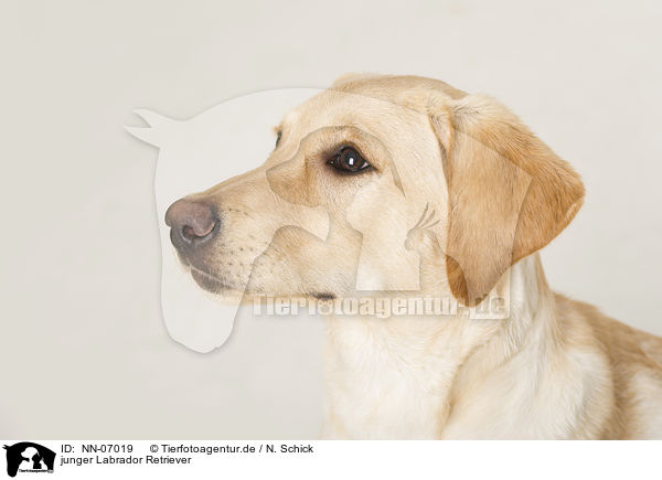junger Labrador Retriever / young Labrador Retriever / NN-07019
