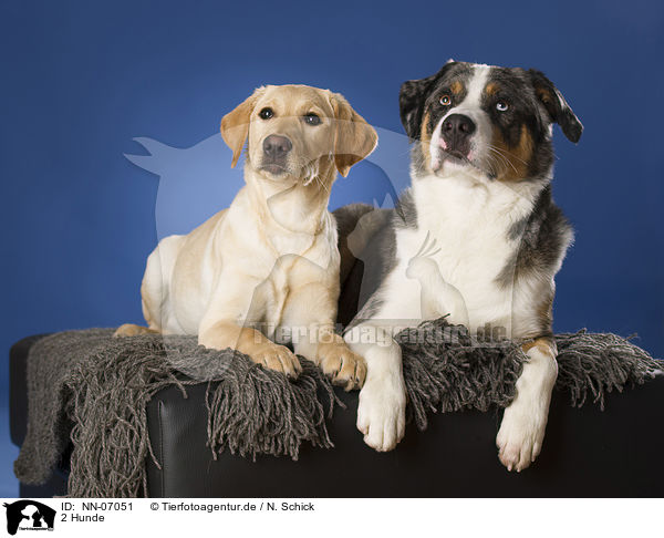 2 Hunde / 2 dogs / NN-07051