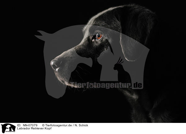 Labrador Retriever Kopf / Labrador Retriever Portrait / NN-07079