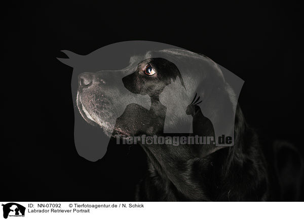 Labrador Retriever Portrait / Labrador Retriever Portrait / NN-07092