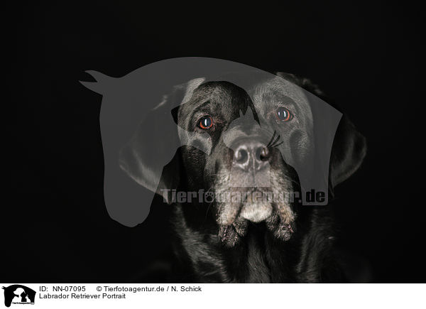 Labrador Retriever Portrait / Labrador Retriever Portrait / NN-07095