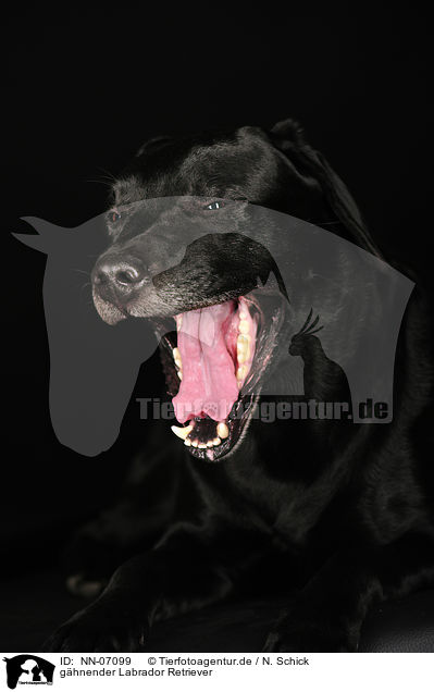 ghnender Labrador Retriever / yawning Labrador Retriever / NN-07099