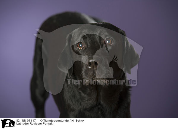 Labrador Retriever Portrait / Labrador Retriever Portrait / NN-07117