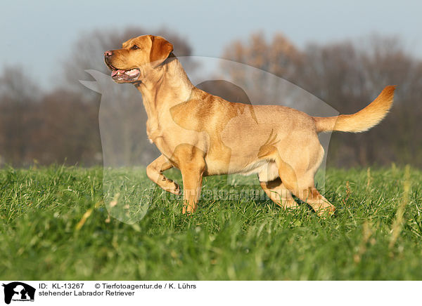 stehender Labrador Retriever / standing Labrador Retriever / KL-13267