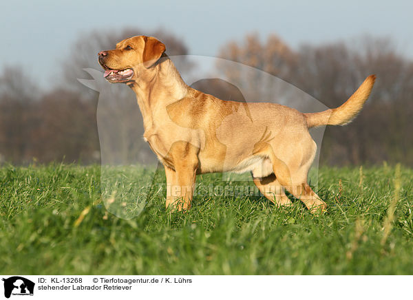 stehender Labrador Retriever / standing Labrador Retriever / KL-13268