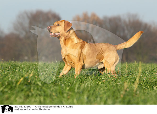 stehender Labrador Retriever / standing Labrador Retriever / KL-13269