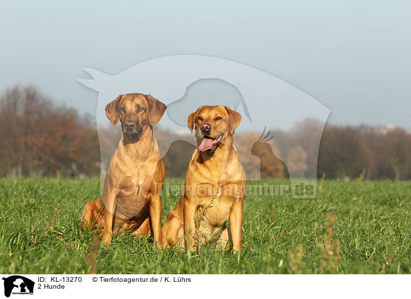 2 Hunde / 2 dogs / KL-13270