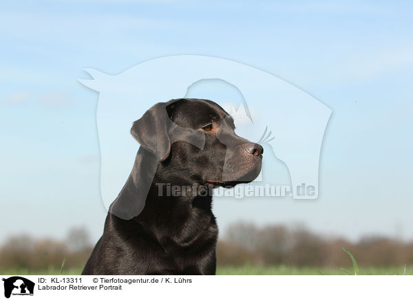 Labrador Retriever Portrait / Labrador Retriever Portrait / KL-13311