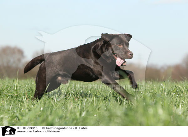 rennender Labrador Retriever / running Labrador Retriever / KL-13315
