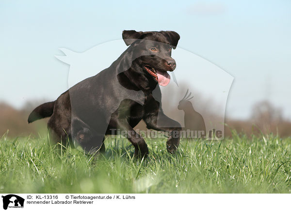 rennender Labrador Retriever / running Labrador Retriever / KL-13316
