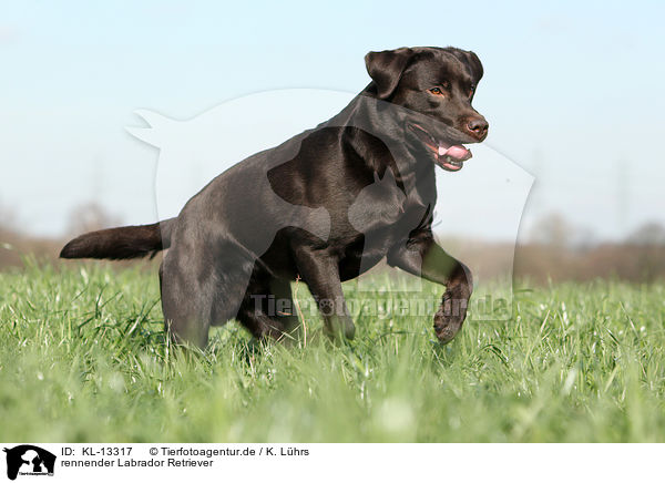 rennender Labrador Retriever / running Labrador Retriever / KL-13317