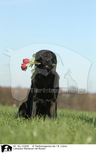 Labrador Retriever mit Rosen / KL-13326