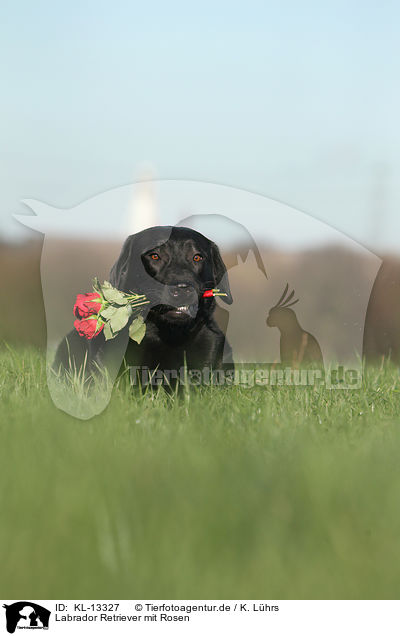 Labrador Retriever mit Rosen / KL-13327