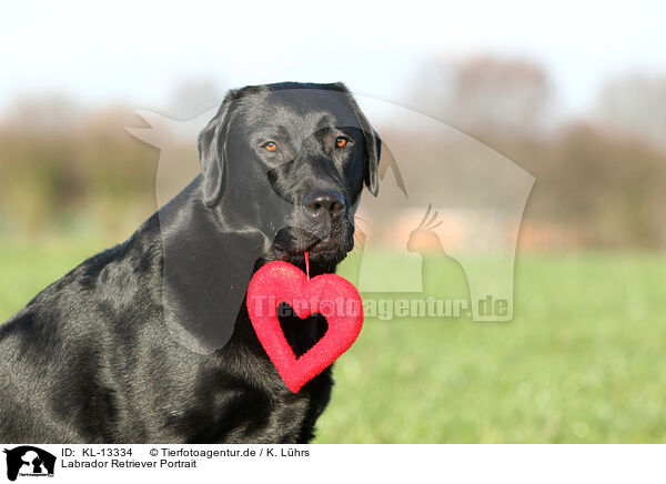Labrador Retriever Portrait / KL-13334