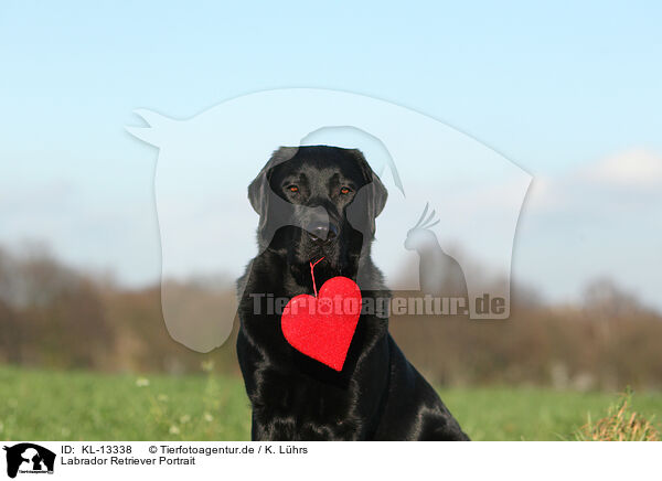 Labrador Retriever Portrait / Labrador Retriever Portrait / KL-13338