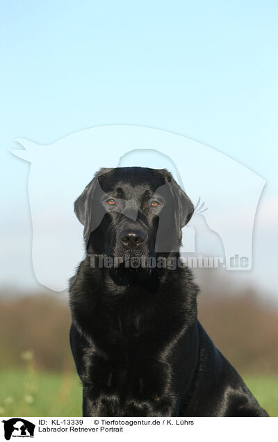 Labrador Retriever Portrait / Labrador Retriever Portrait / KL-13339