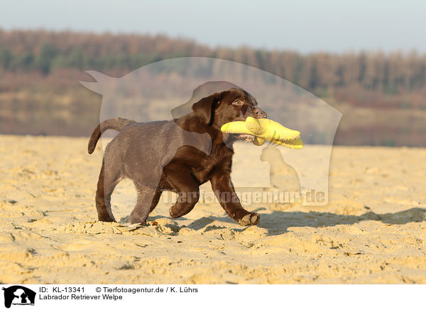 Labrador Retriever Welpe / Labrador Retriever Puppy / KL-13341