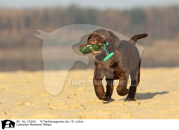 Labrador Retriever Welpe / Labrador Retriever Puppy / KL-13343