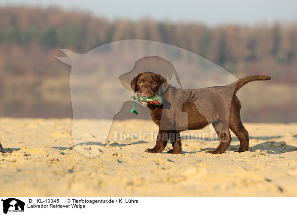 Labrador Retriever Welpe / Labrador Retriever Puppy / KL-13345
