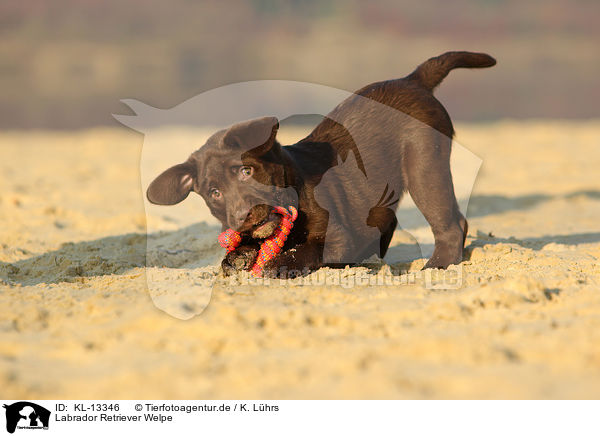Labrador Retriever Welpe / Labrador Retriever Puppy / KL-13346