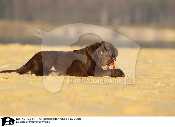 Labrador Retriever Welpe / Labrador Retriever Puppy / KL-13351