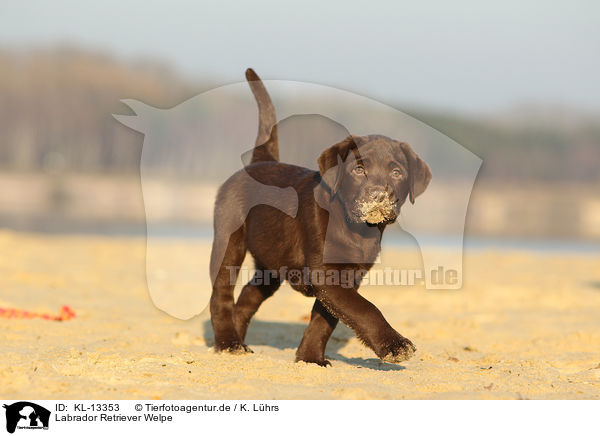 Labrador Retriever Welpe / Labrador Retriever Puppy / KL-13353