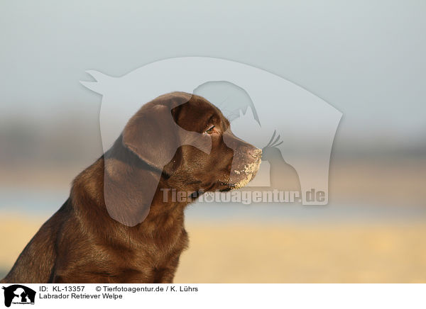 Labrador Retriever Welpe / Labrador Retriever Puppy / KL-13357