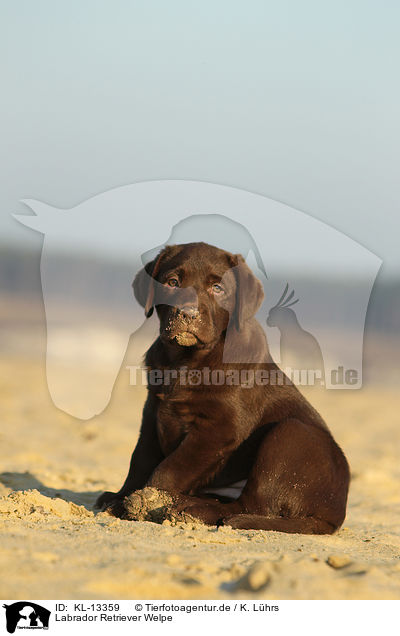 Labrador Retriever Welpe / Labrador Retriever Puppy / KL-13359