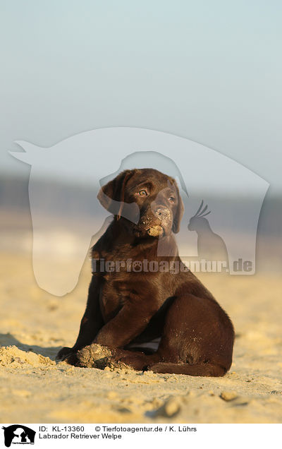Labrador Retriever Welpe / Labrador Retriever Puppy / KL-13360