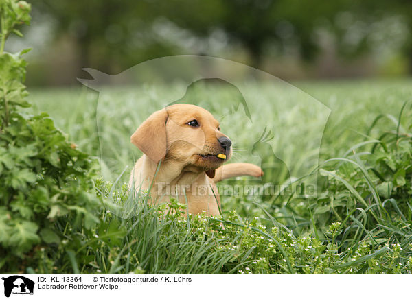 Labrador Retriever Welpe / Labrador Retriever Puppy / KL-13364