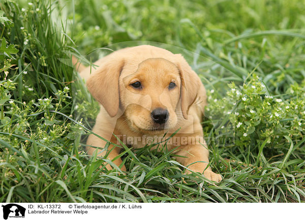 Labrador Retriever Welpe / Labrador Retriever Puppy / KL-13372