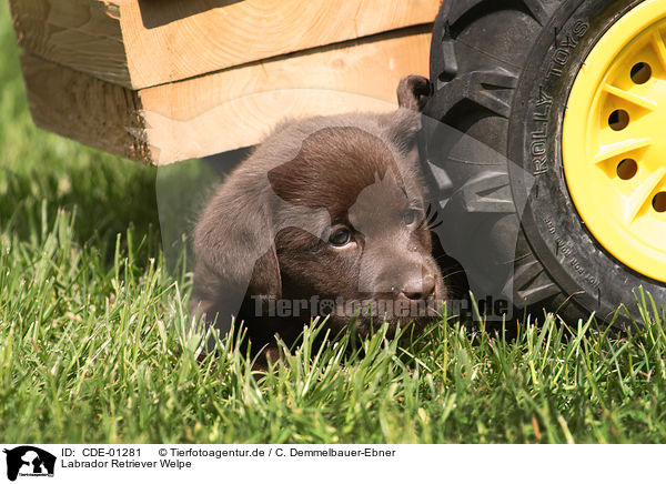 Labrador Retriever Welpe / Labrador Retriever Puppy / CDE-01281