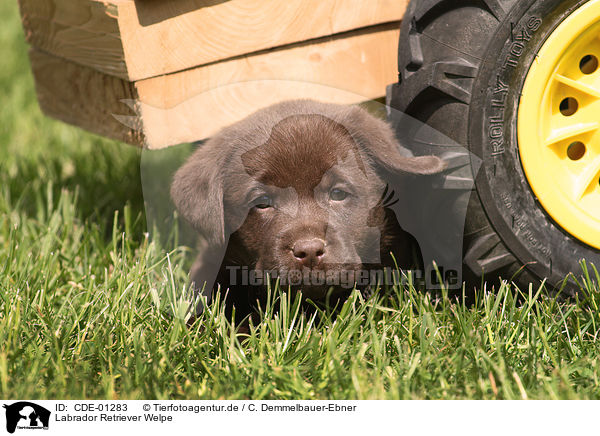 Labrador Retriever Welpe / Labrador Retriever Puppy / CDE-01283