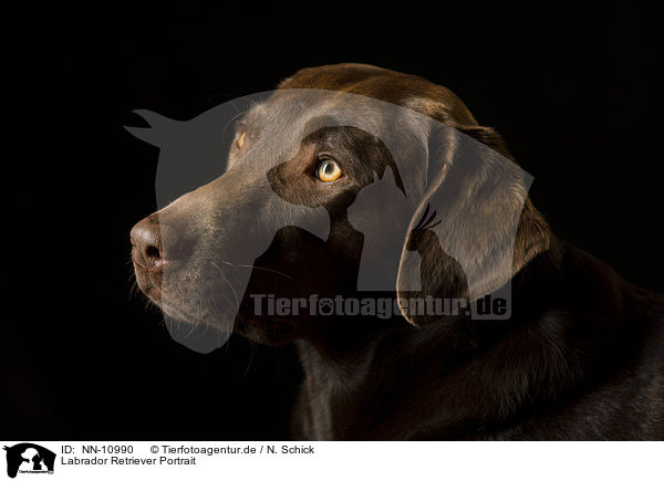 Labrador Retriever Portrait / NN-10990