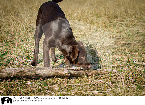 junger Labrador Retriever / young Labrador Retriever / KMI-04161