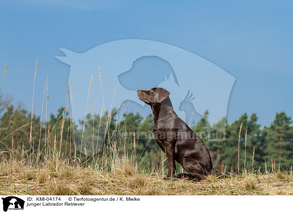 junger Labrador Retriever / young Labrador Retriever / KMI-04174