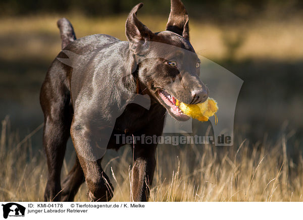 junger Labrador Retriever / young Labrador Retriever / KMI-04178