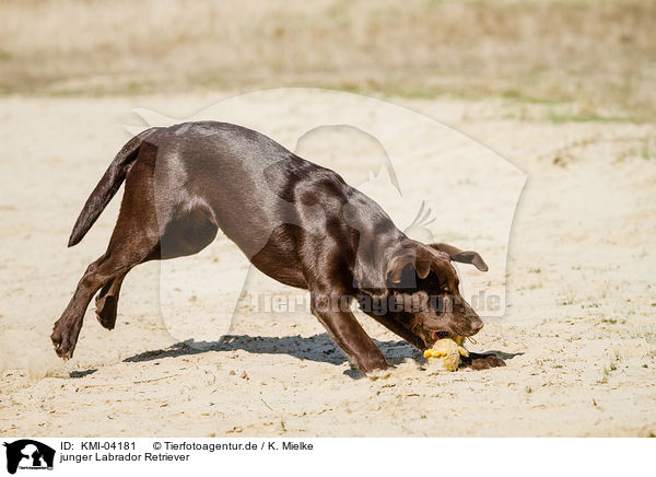 junger Labrador Retriever / young Labrador Retriever / KMI-04181
