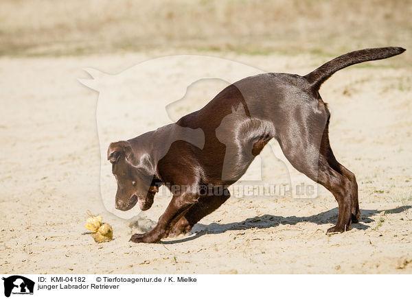 junger Labrador Retriever / young Labrador Retriever / KMI-04182