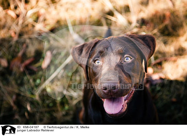 junger Labrador Retriever / young Labrador Retriever / KMI-04187