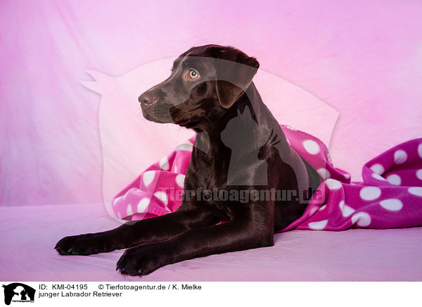 junger Labrador Retriever / KMI-04195