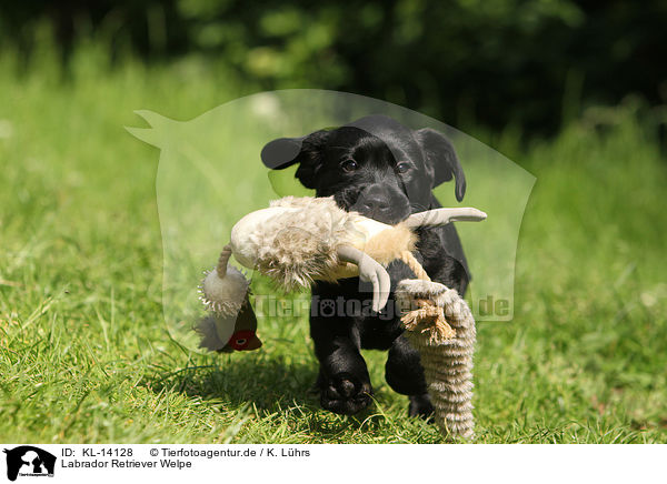 Labrador Retriever Welpe / Labrador Retriever Puppy / KL-14128